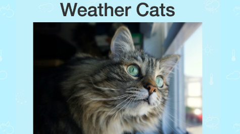 Screenshot of Weather Cats Angular App